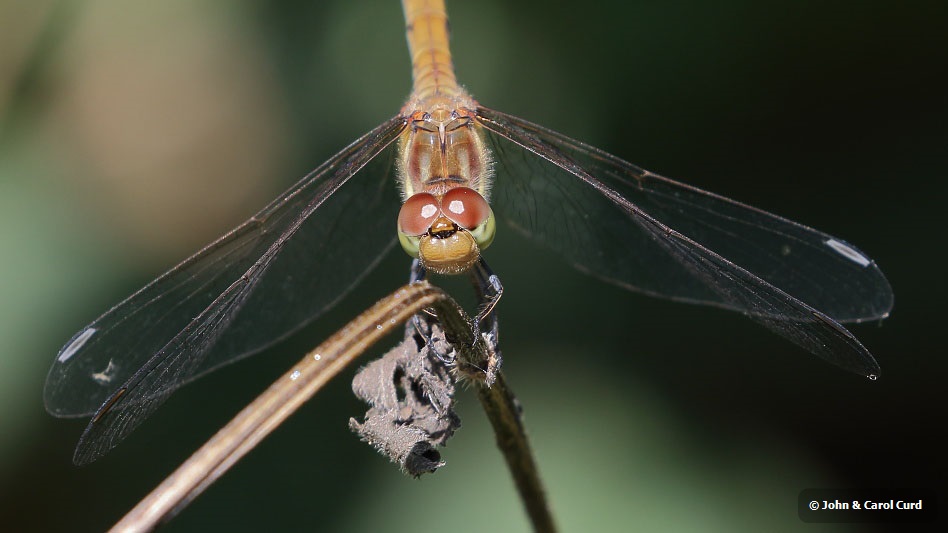 J18_2081 Sympetrum striolatum female.JPG